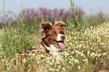 BORDER COLLIE 414